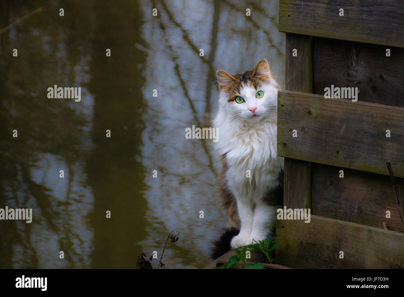 Attentive cat Stock Photo