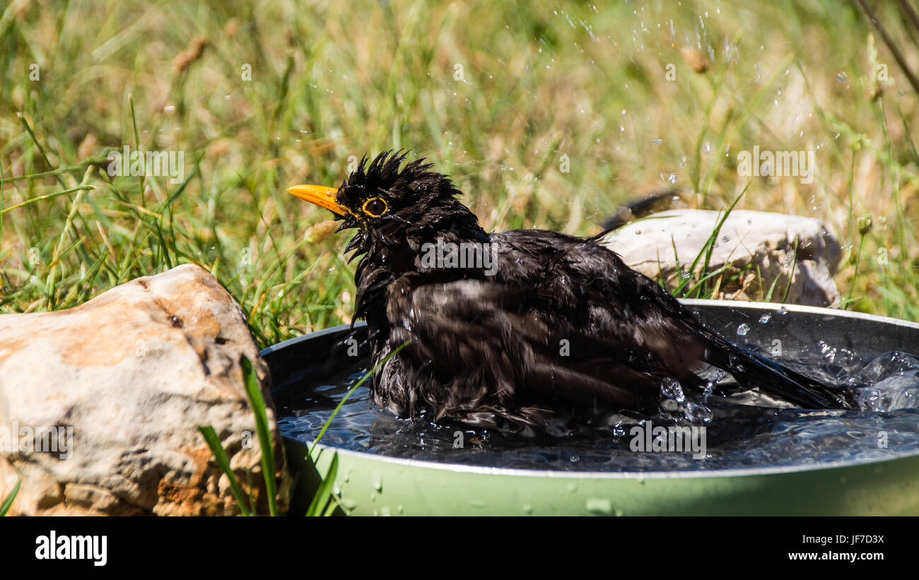 bathing blackbird in frying pan Stock Photo