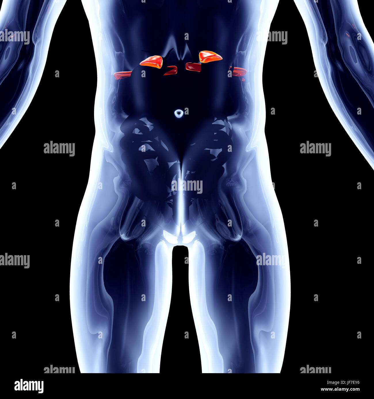location of adrenal gland in human body location of adrenal gland in human body