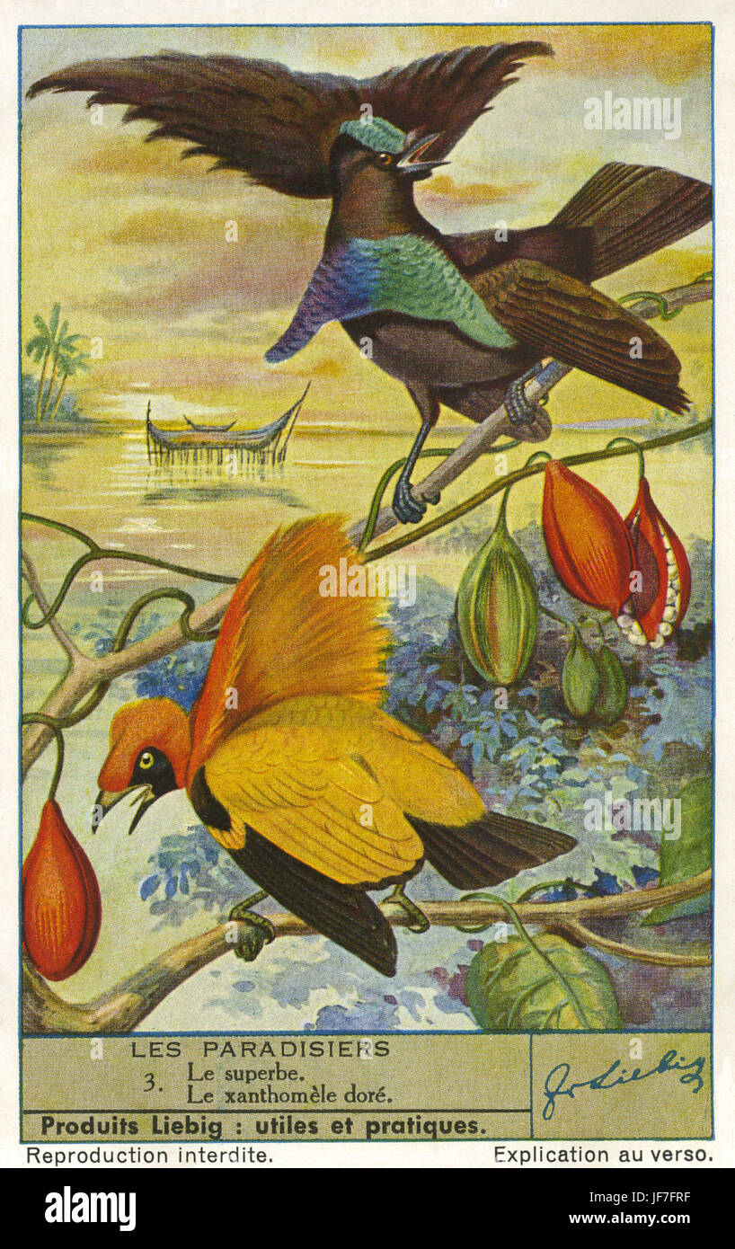Superb bird of paradise (lophorina superba) and masked bower bird / flame bower bird (Sericulus aureus) Birds of Paradise. Liebig collectors' card 1943 Stock Photo