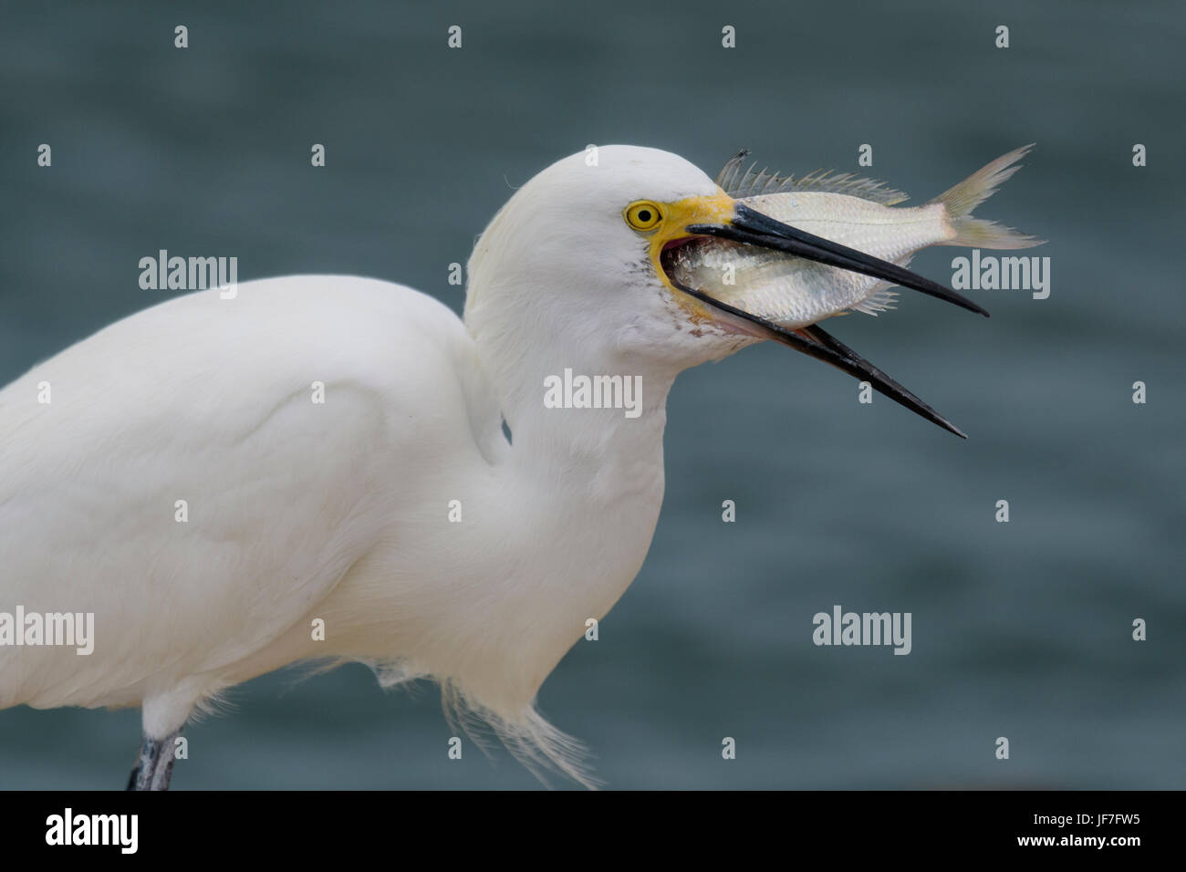 Snowy Egret eating a fish that has a fishing hook through it's mouth Stock Photo