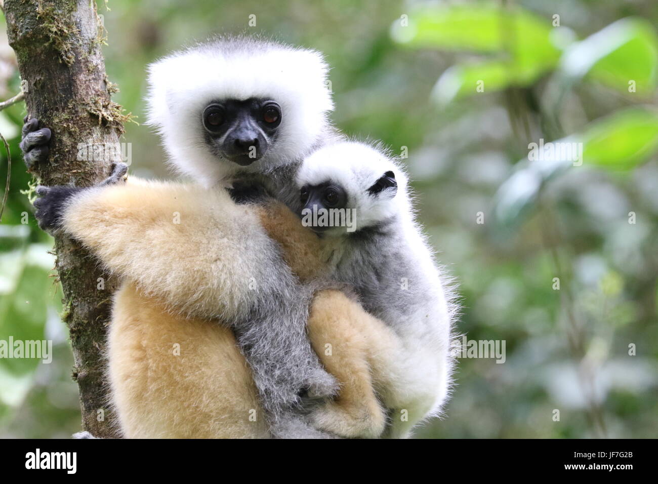 Female diademed sifaka with one young in a tree Stock Photo