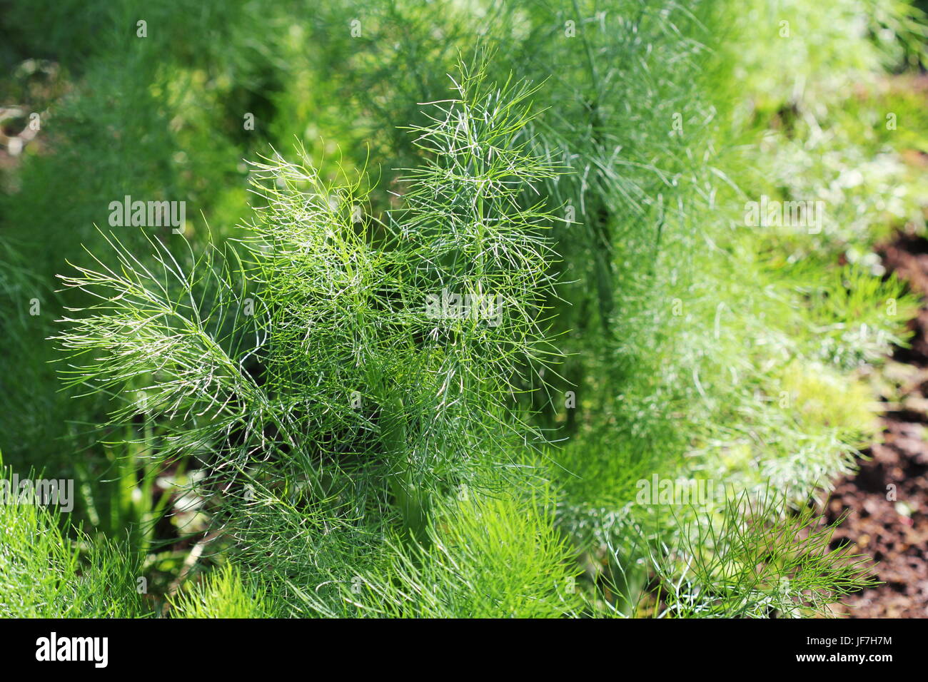 Fennel plant in the garden. Green background with Fennel leaves Stock Photo Alamy