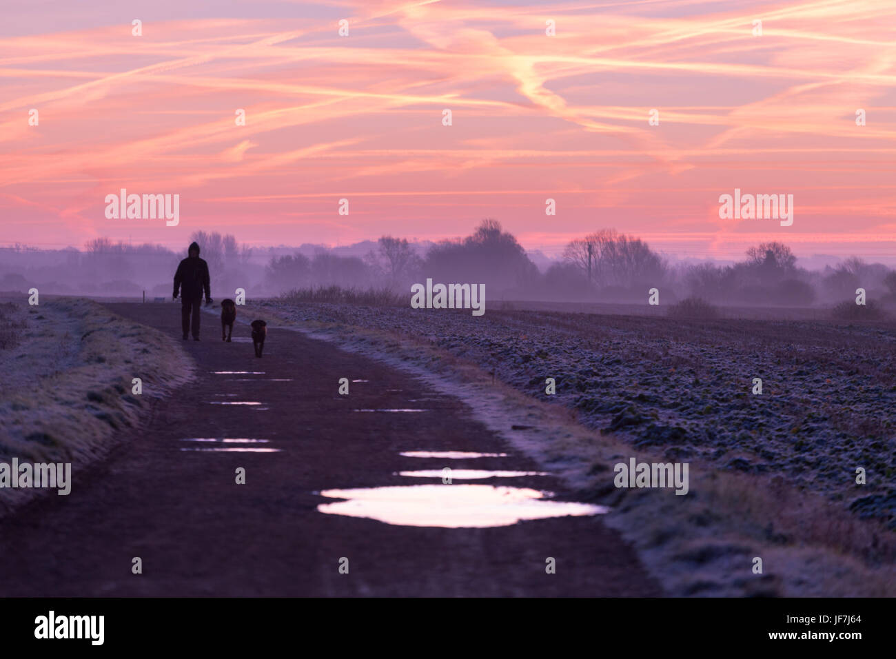 Walking the dogs, Stapleford Cambridge Sunrise Stock Photo