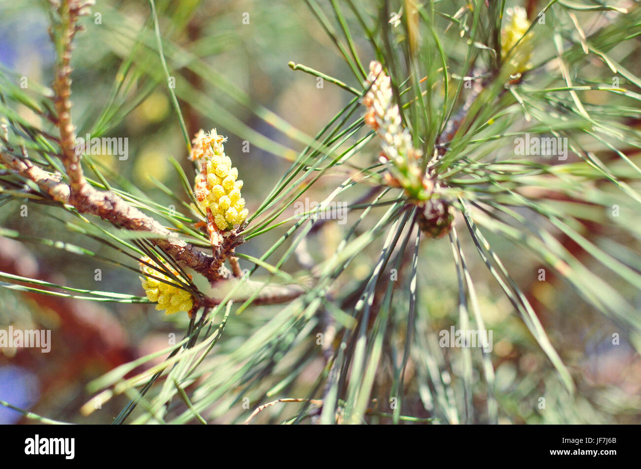 Picture of pine branchlets early spring, pine blooms Stock Photo