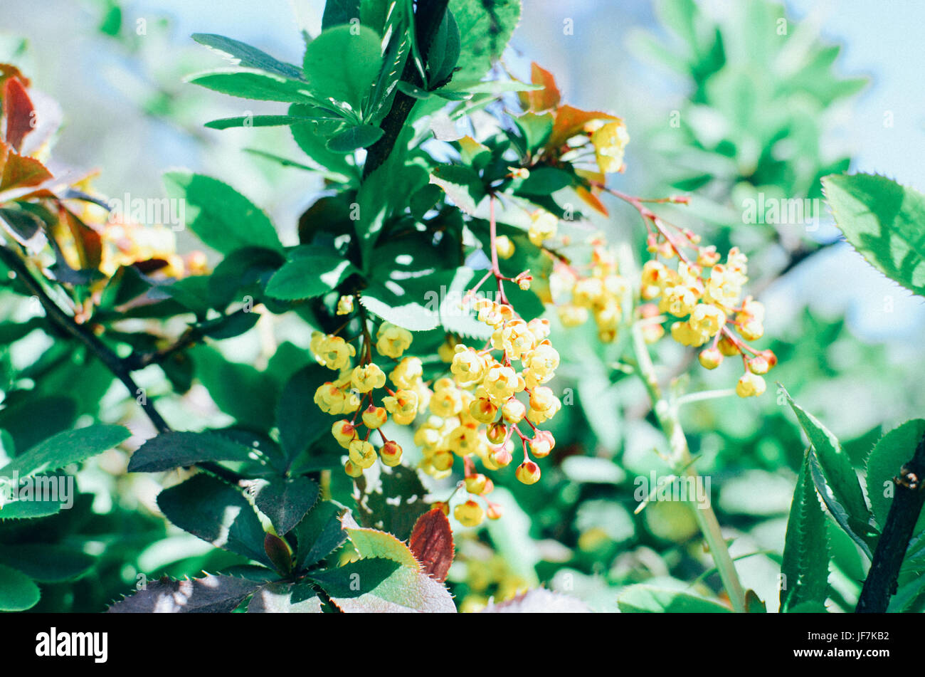 Branch of yellow flowers of barberries Ilicifolia on bush a blossoming barberry Stock Photo