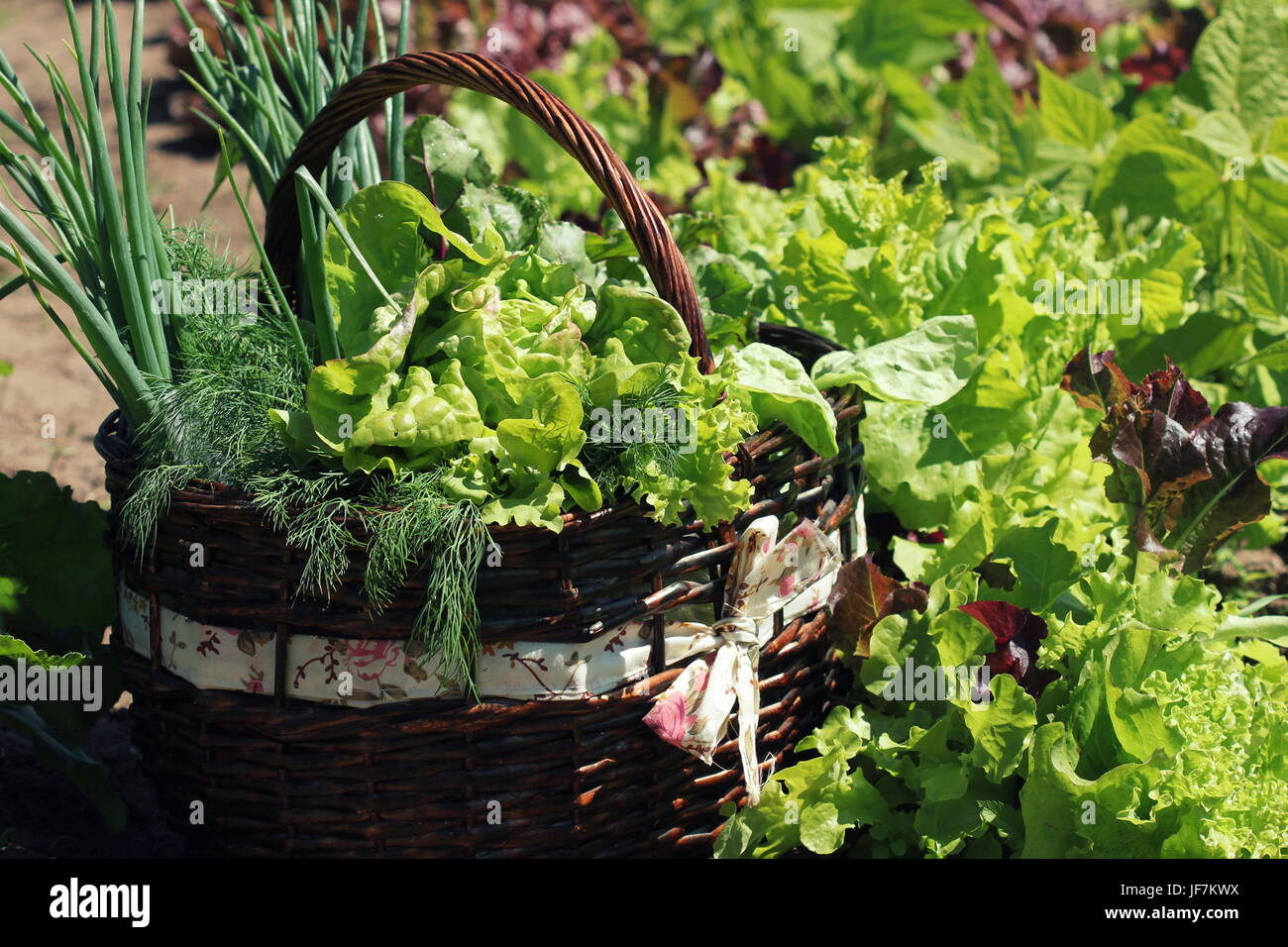 Harvest Lettuce High Resolution Stock Photography and Images Alamy