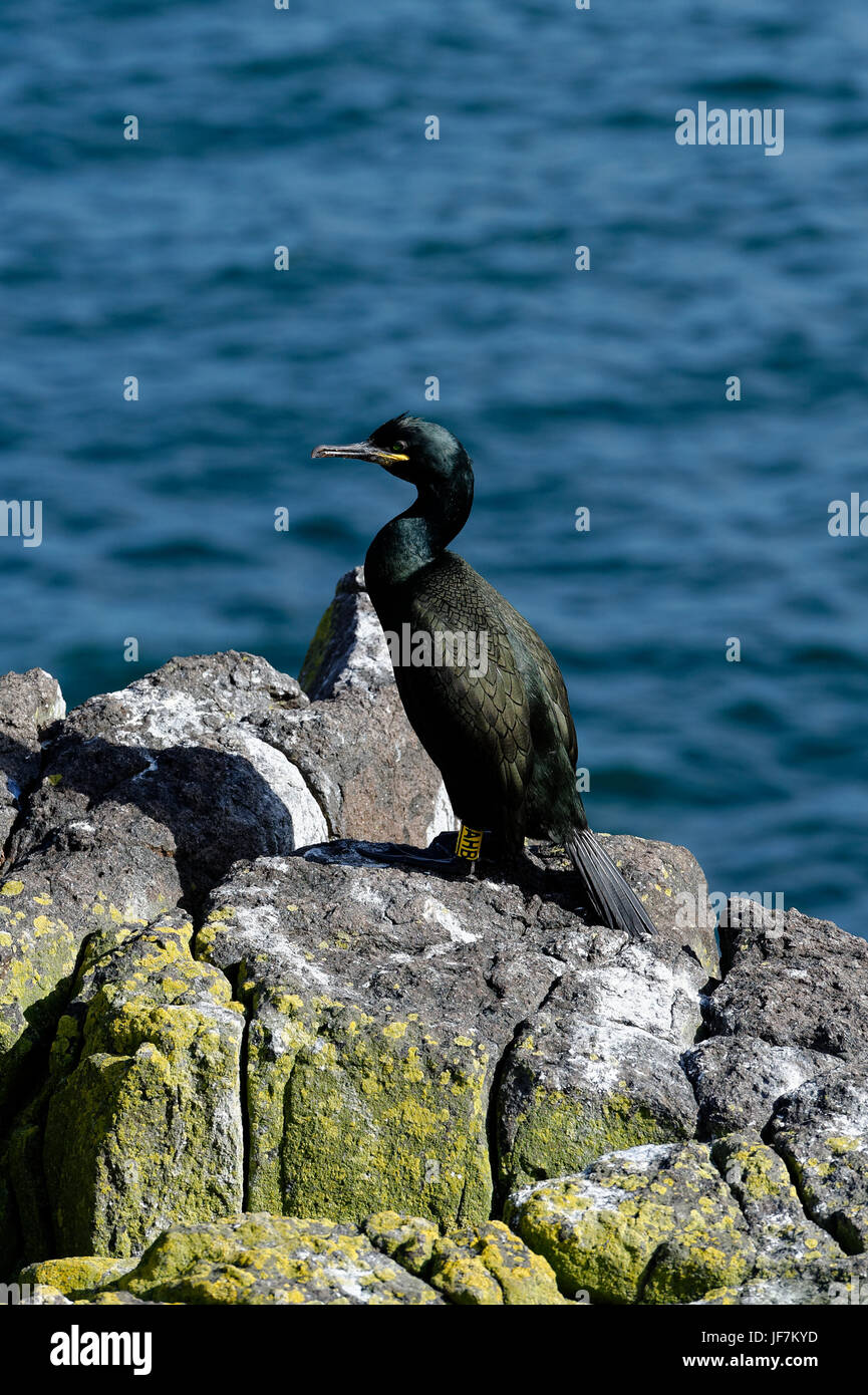 Cormorant on the Isle of May, Firth of Forth, Scotland Stock Photo