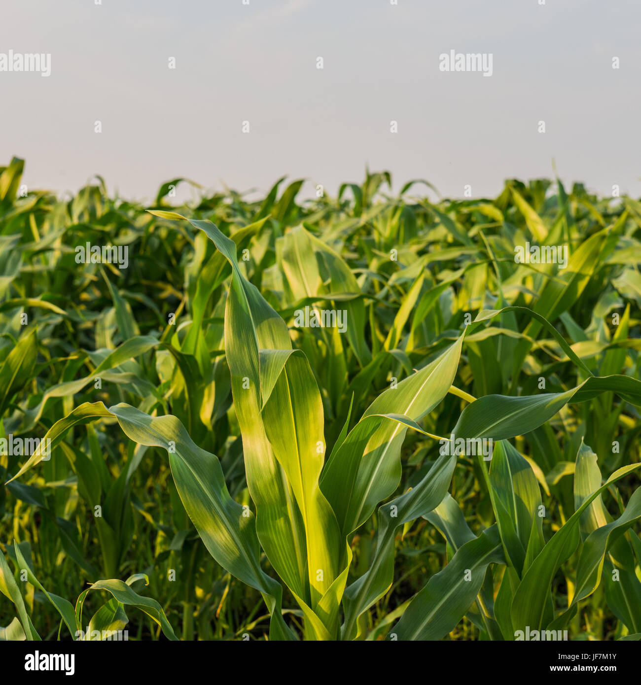 Green young corn foliage in a field of countryside Stock Photo - Alamy
