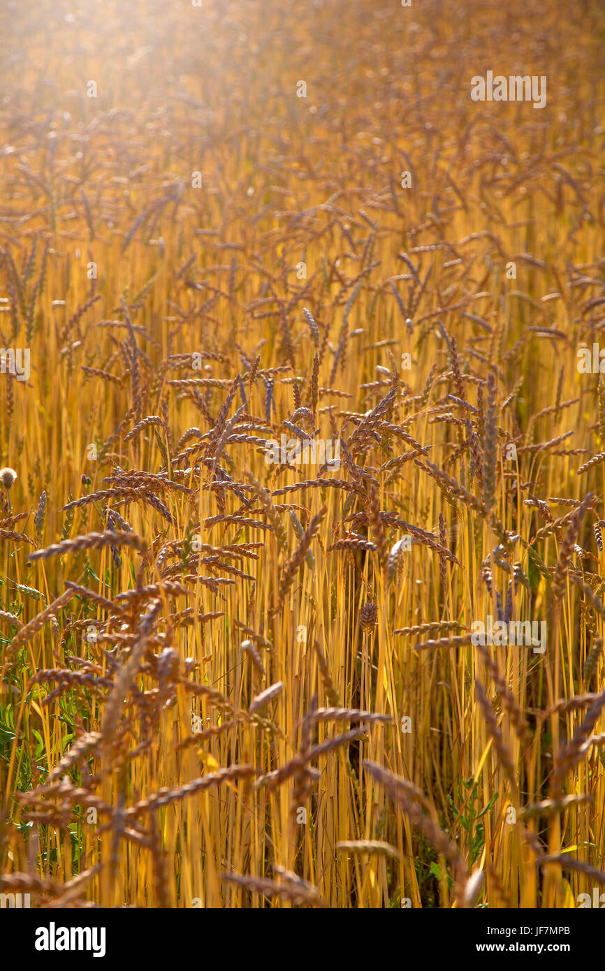 grain field nearlly almost mature detail Stock Photo