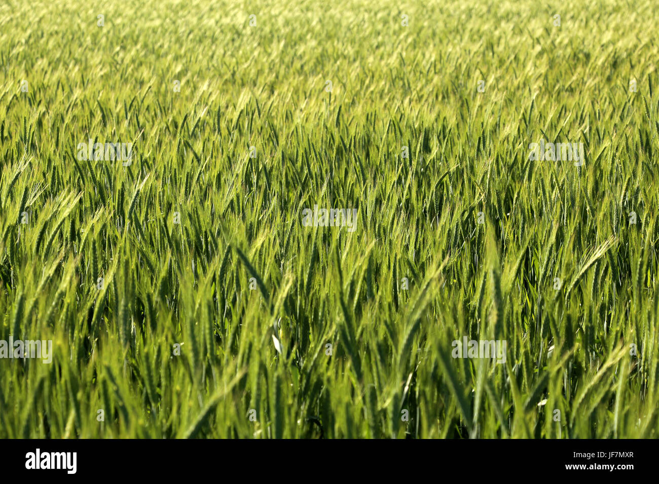 A green field in summer Stock Photo