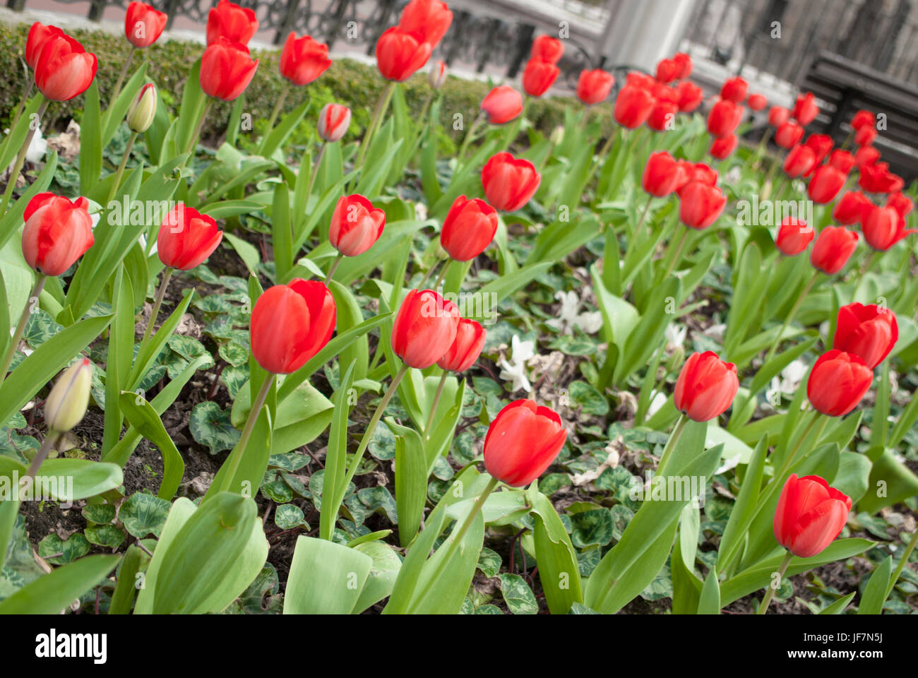 Red tulips in Albia gardens, Bilbao, Basque Country Stock Photo