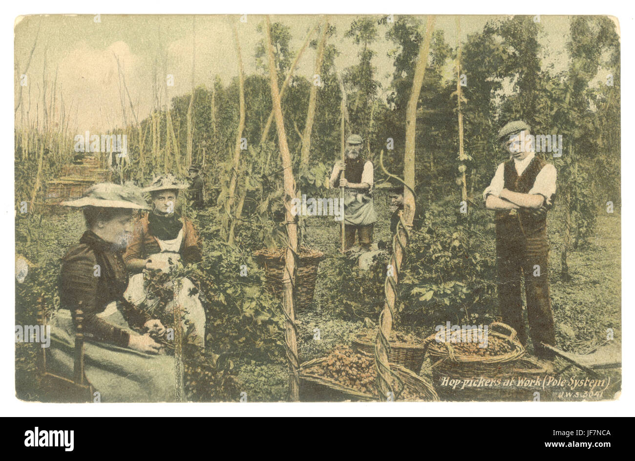 Tinted Edwardian postcard of Hop Pickers at work (pole system), circa 1905, U.K. Stock Photo
