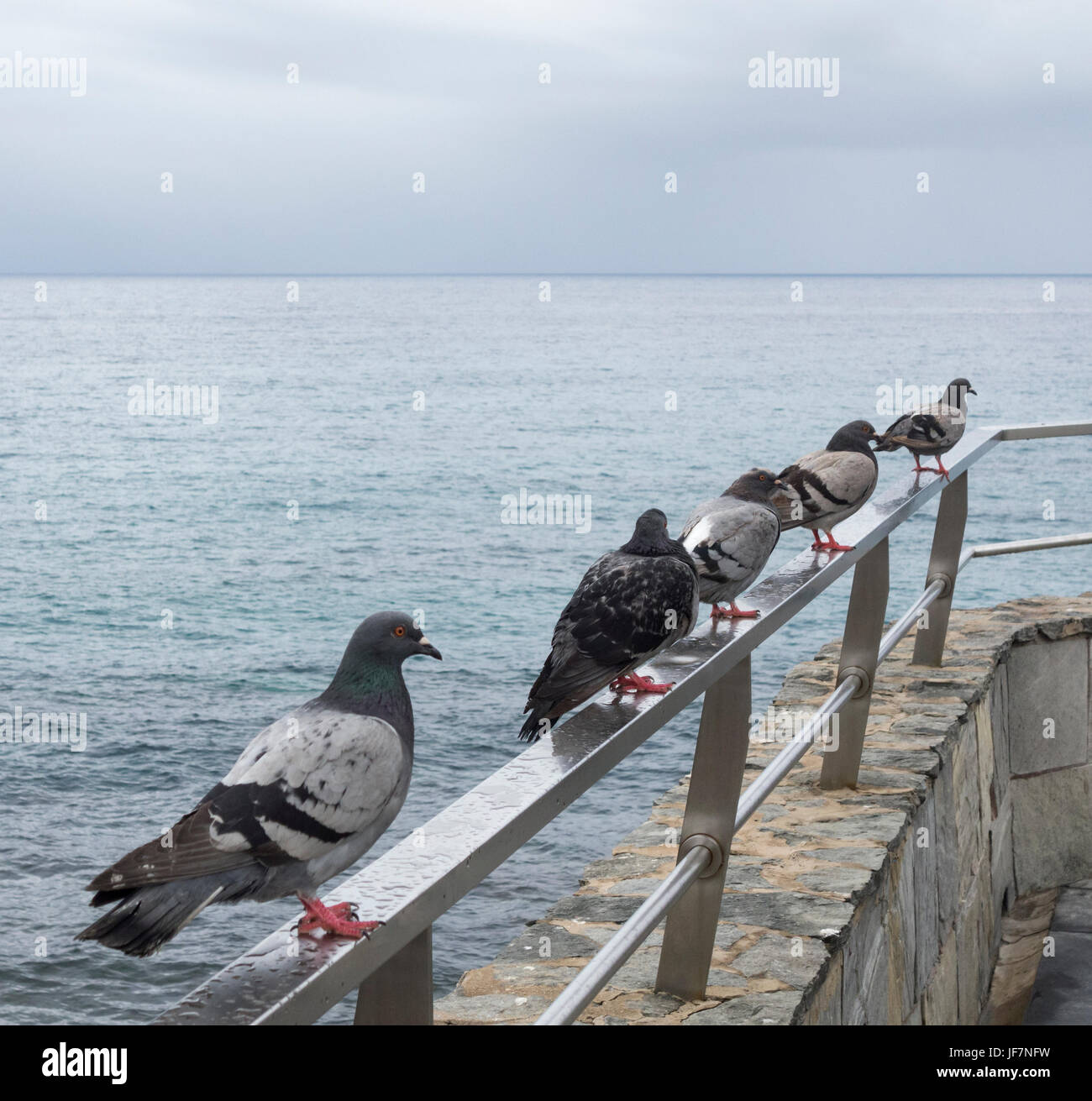Feral Pigeons on rail overlooking sea. Stock Photo