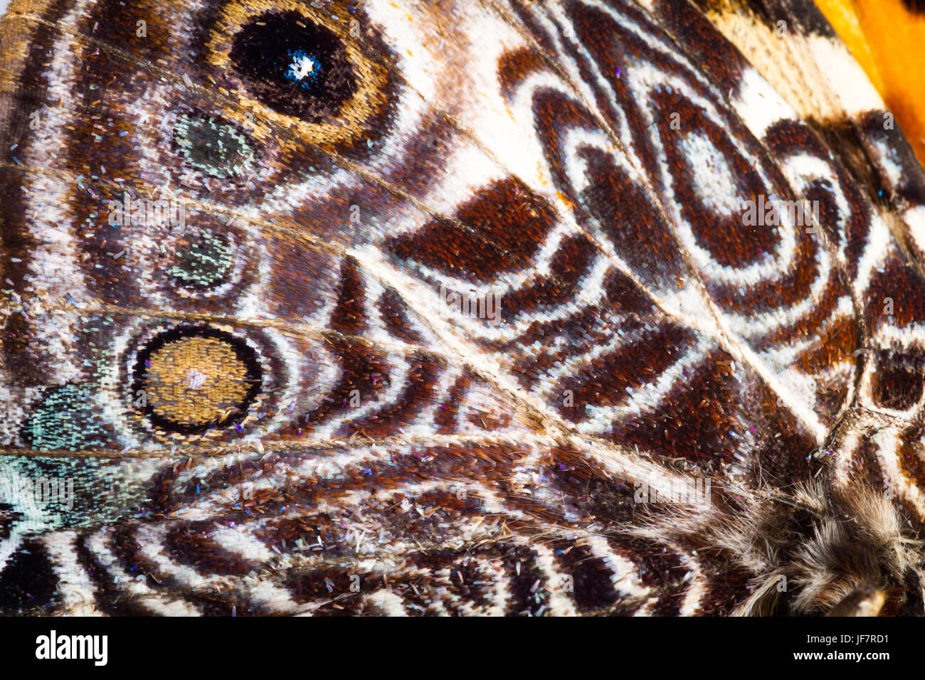 Scaly wing insect hires stock photography and images Alamy