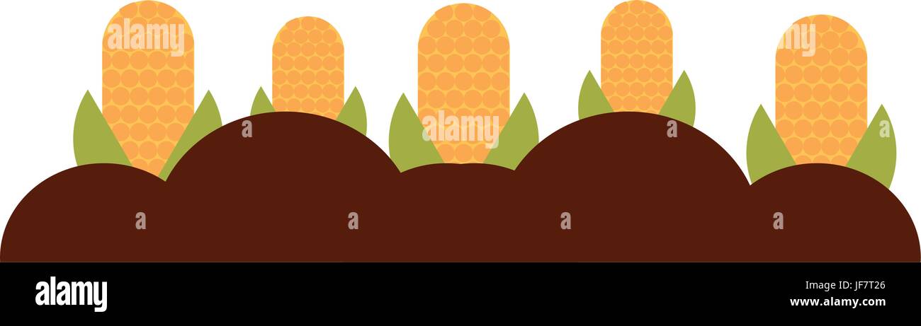 corn cultivation isolated icon Stock Vector Image & Art - Alamy