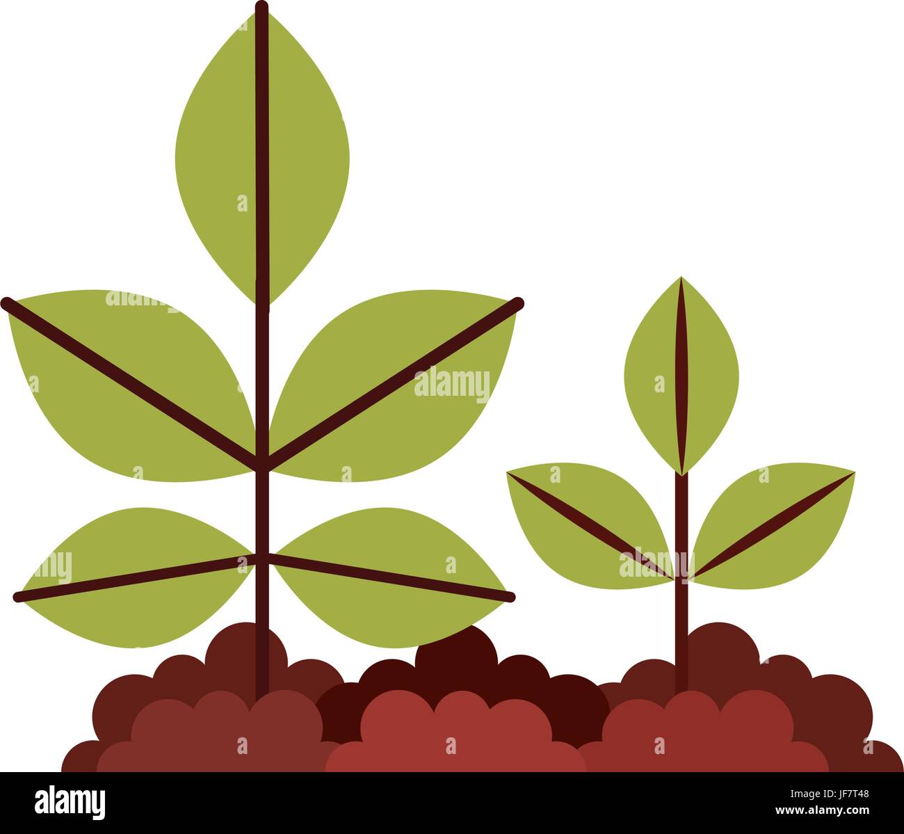 Basil cultivation garden Stock Vector Images - Alamy