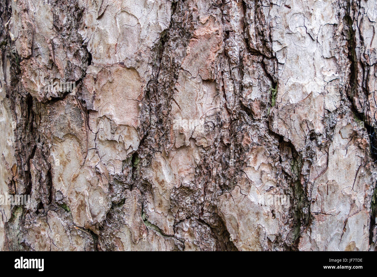 Texture of tree bark, background pattern in landscape format. Stock Photo