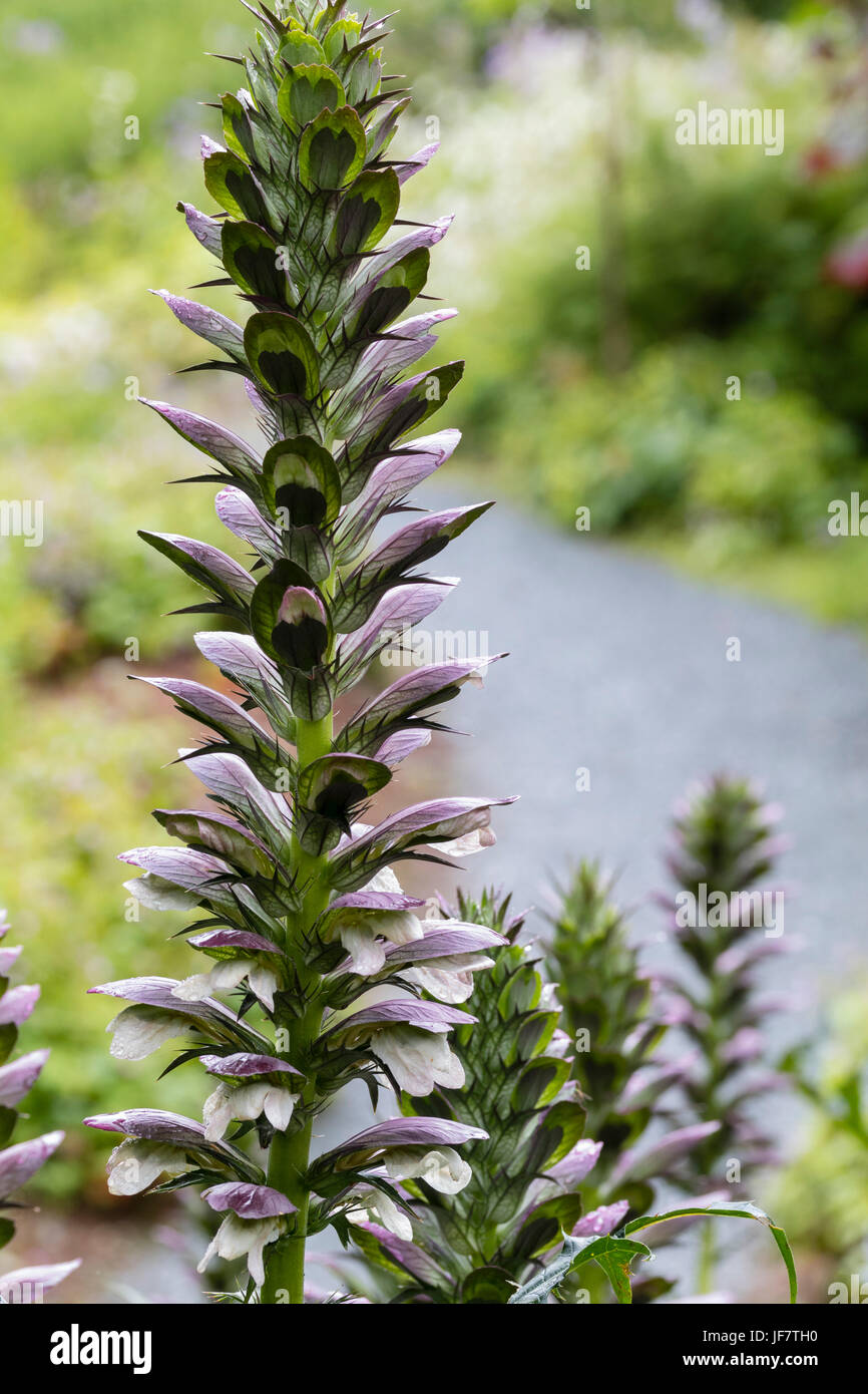 Close up of the spiky flower spike of bear's breeches, Acanthus spinosus Stock Photo
