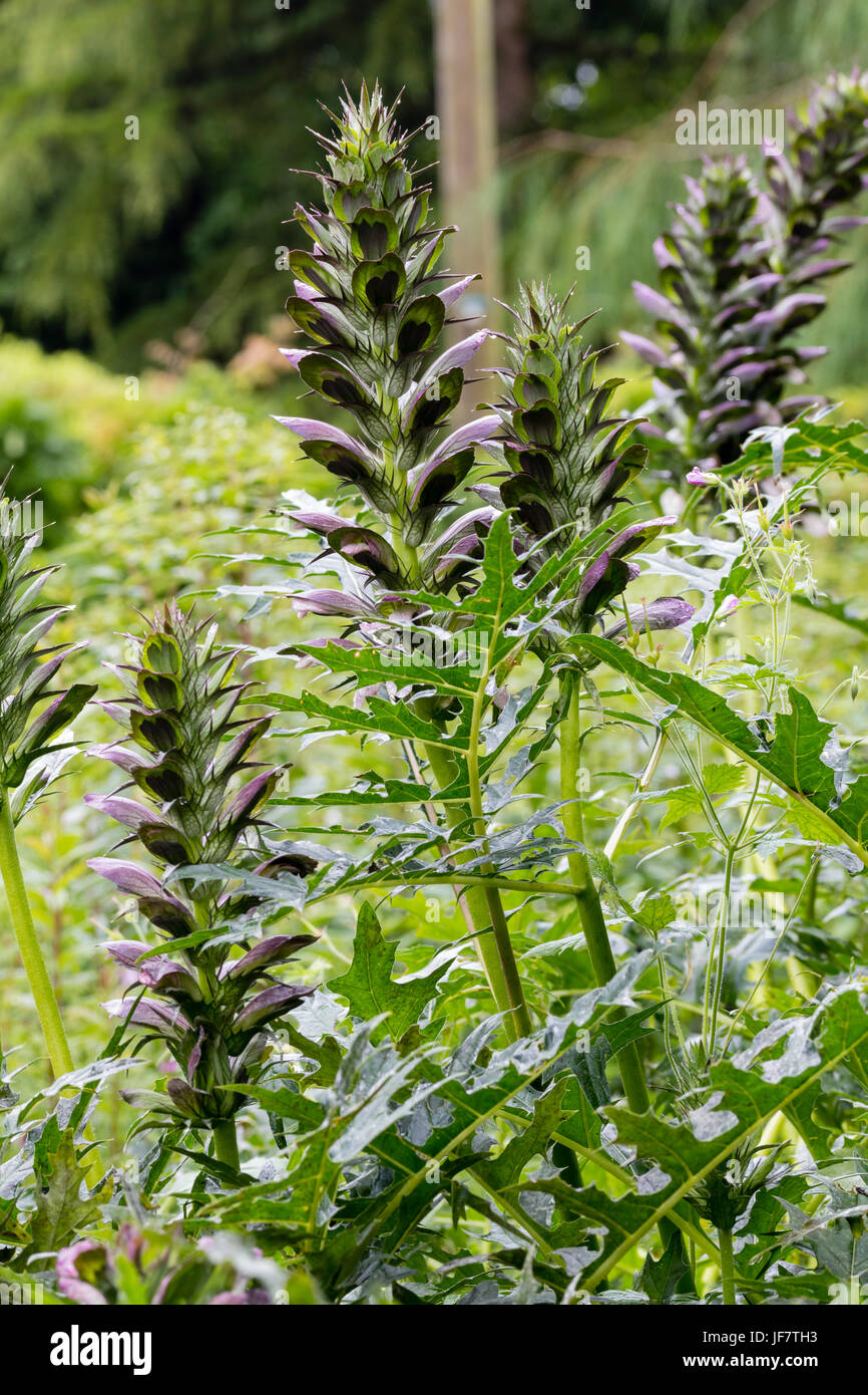 Flower spikes and spiny, divided foliage of bear's breeches, Acanthus spinosus Stock Photo