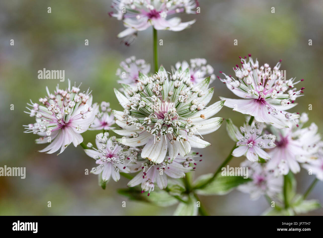 Pink anthered white flowers of the summer flowering masterwort, Astrantia major subsp. involucrata 'Shaggy' Stock Photo