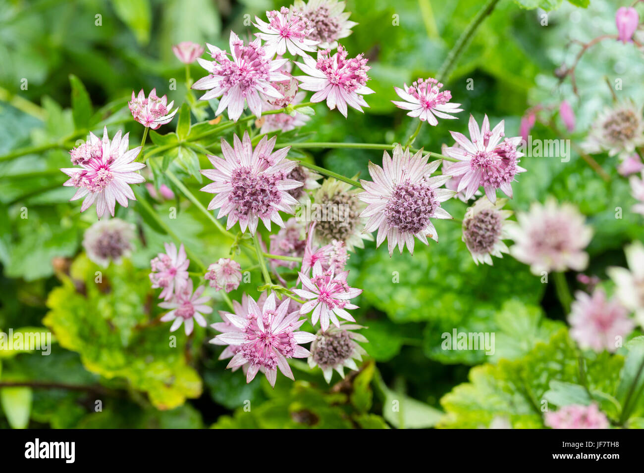 Pink flowers of the summer flowering masterwort, Astrantia major var. rosea Stock Photo