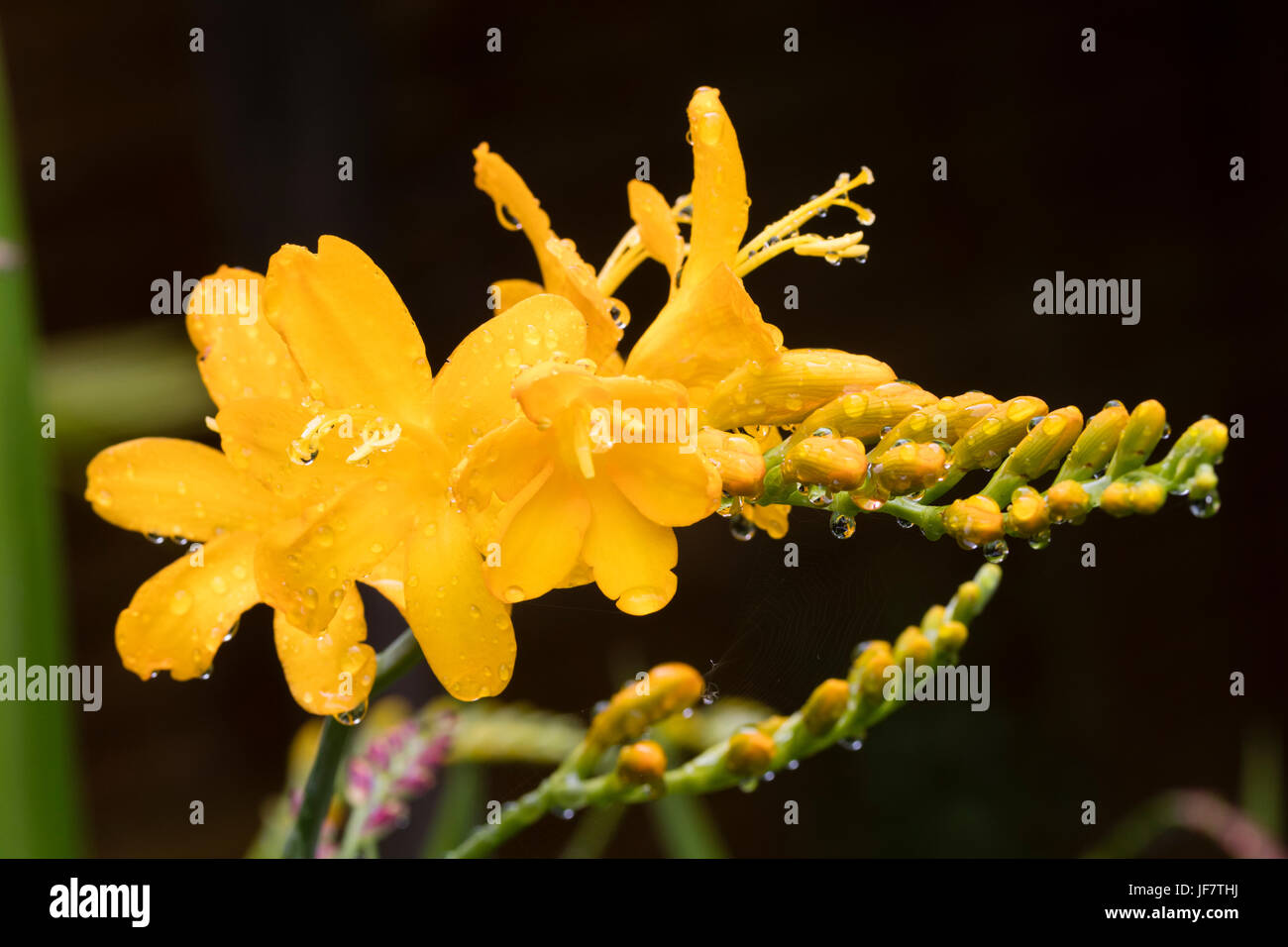 Bright yellow tubular flowers in the spike of the summer flowering Crocosmia masoniorum 'Paul's Best Yellow' Stock Photo