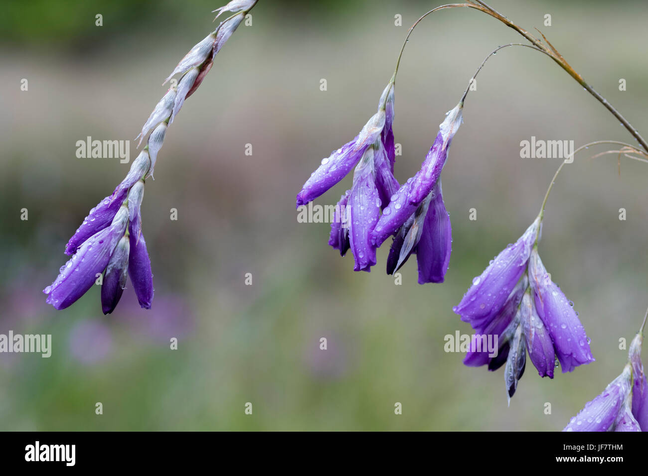 Dierama pulcherrimum angels fishing rod hi-res stock photography and images  - Alamy