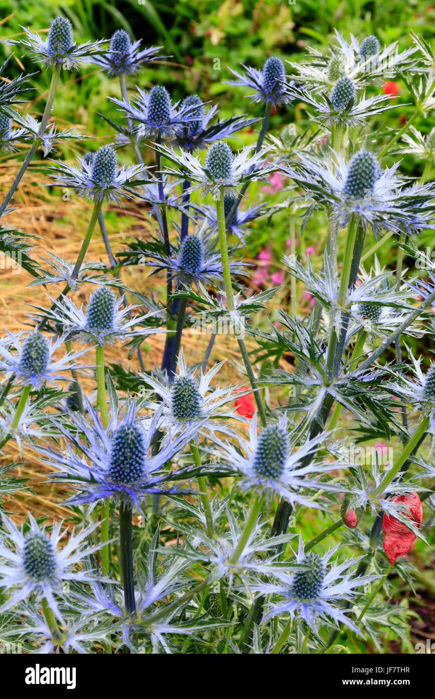 Massed blue flower heads of the summer flowering sea holly, Eryngium x zabelii 'Big Blue' Stock Photo