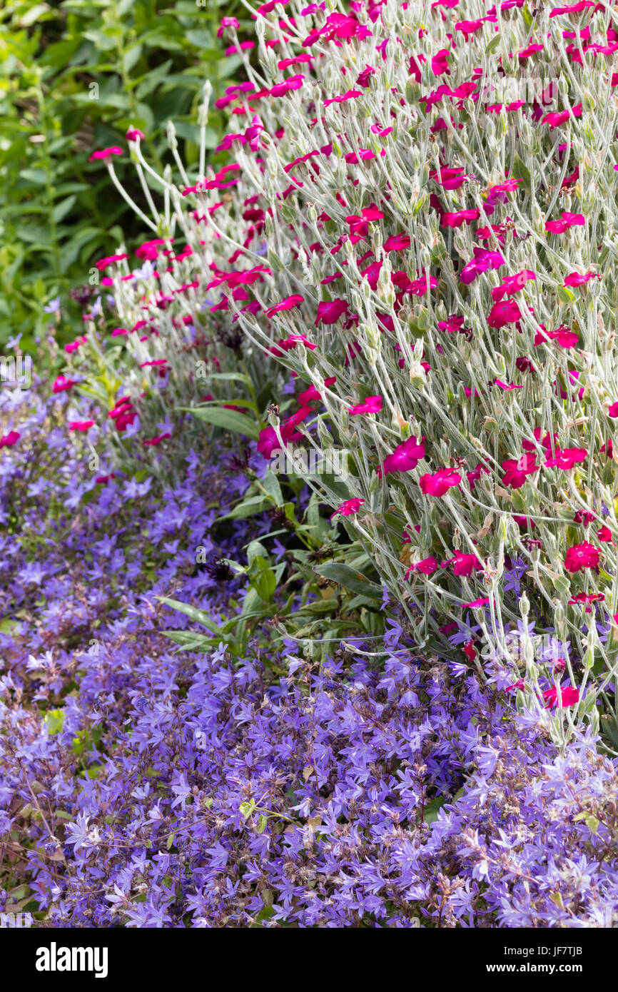Silvery foliage and red-pink flowers of the summer flowering  Lychnis coronaria contrasts with the spreading blue carpet of Campanula poscharskayana Stock Photo