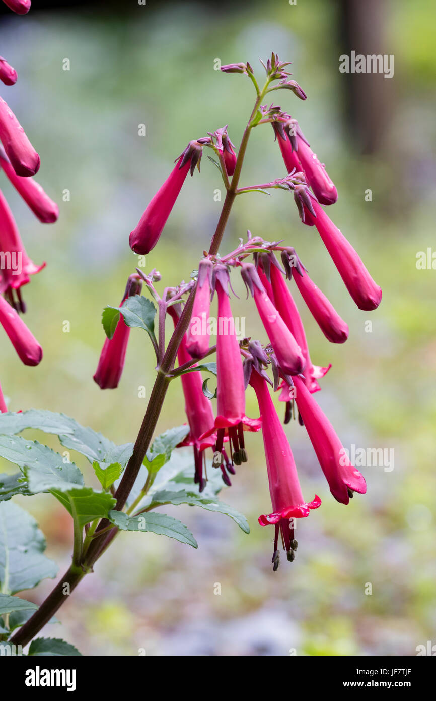 Pink tubular flowers of the hardy Cape figwort, Phygelius rectus 'Funfare Coral' Stock Photo
