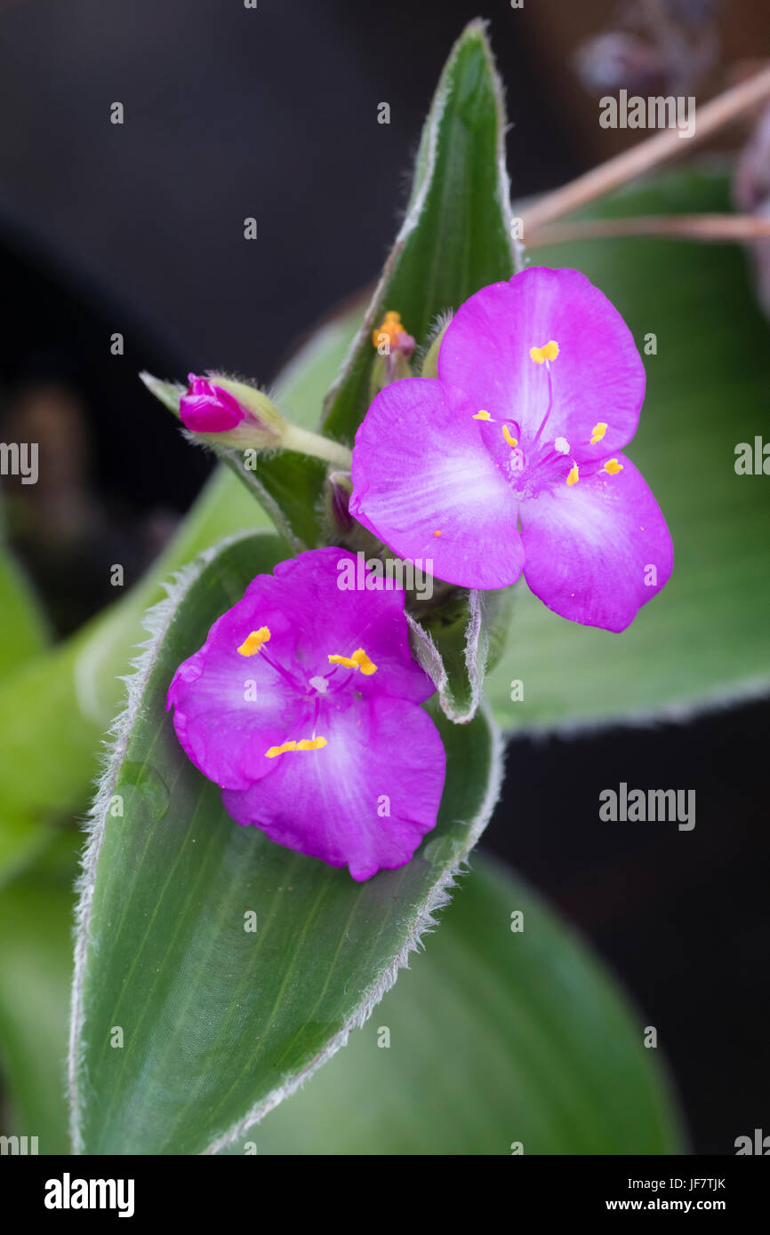 Purple summer flowers of the glossy leaved perennial, Tradescantia crassifolia Stock Photo