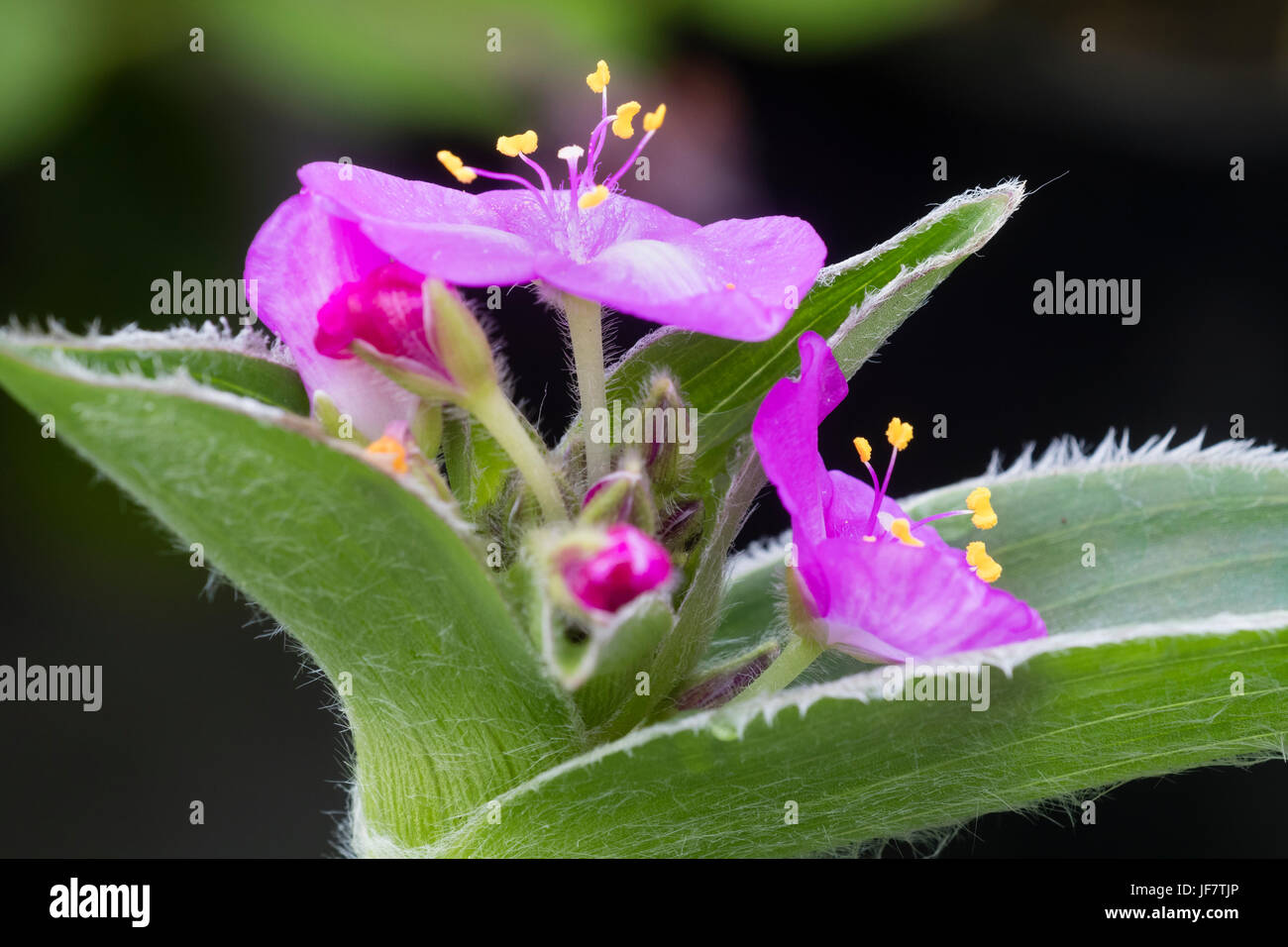 Purple summer flowers of the glossy leaved perennial, Tradescantia crassifolia Stock Photo