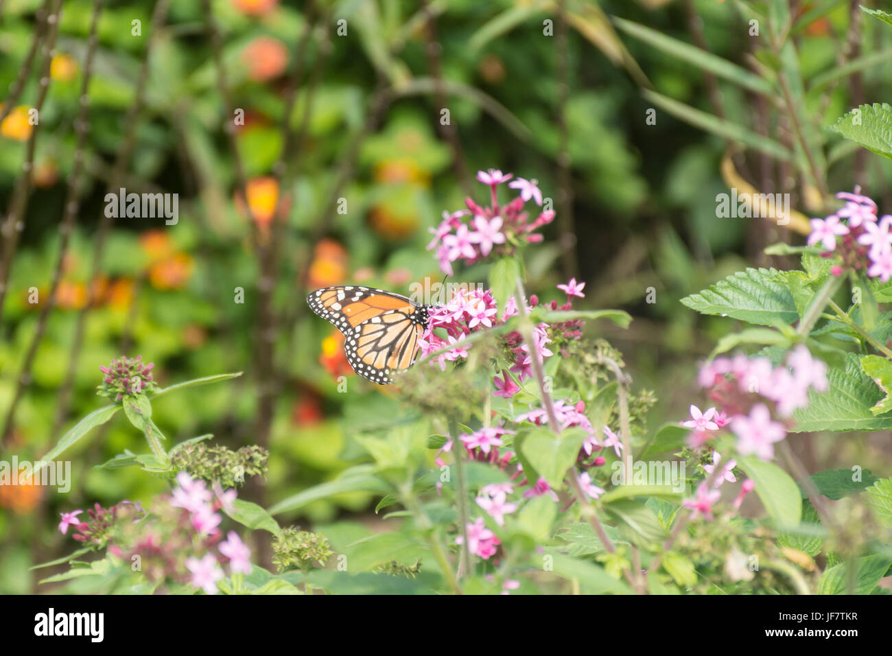 Monarch butterfly feeding on pentas lanceolata or egyptian starcluster flower Stock Photo