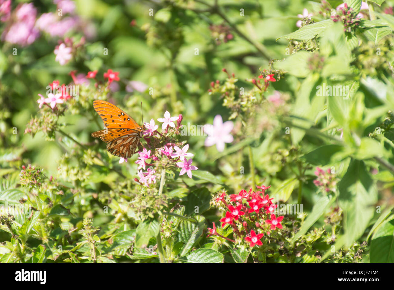 Gulf fritillary butterfly (Agraulis vanillae) feeding on pentas lanceolata flowers Stock Photo