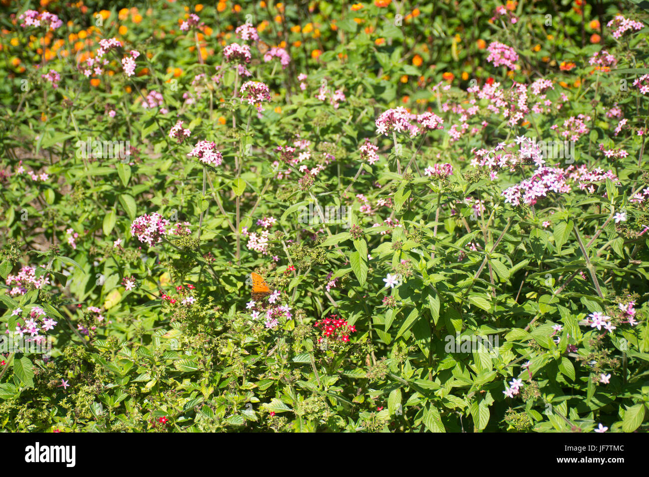 Pentas lanceolata flowers Stock Photo
