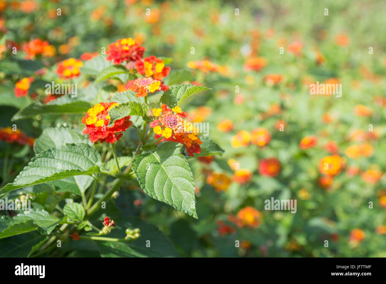 Lantana camara flowers Stock Photo