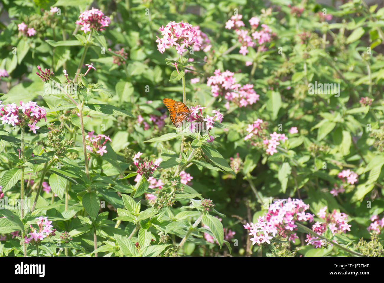 Gulf fritillary butterfly (Agraulis vanillae) feeding on pentas lanceolata flowers Stock Photo