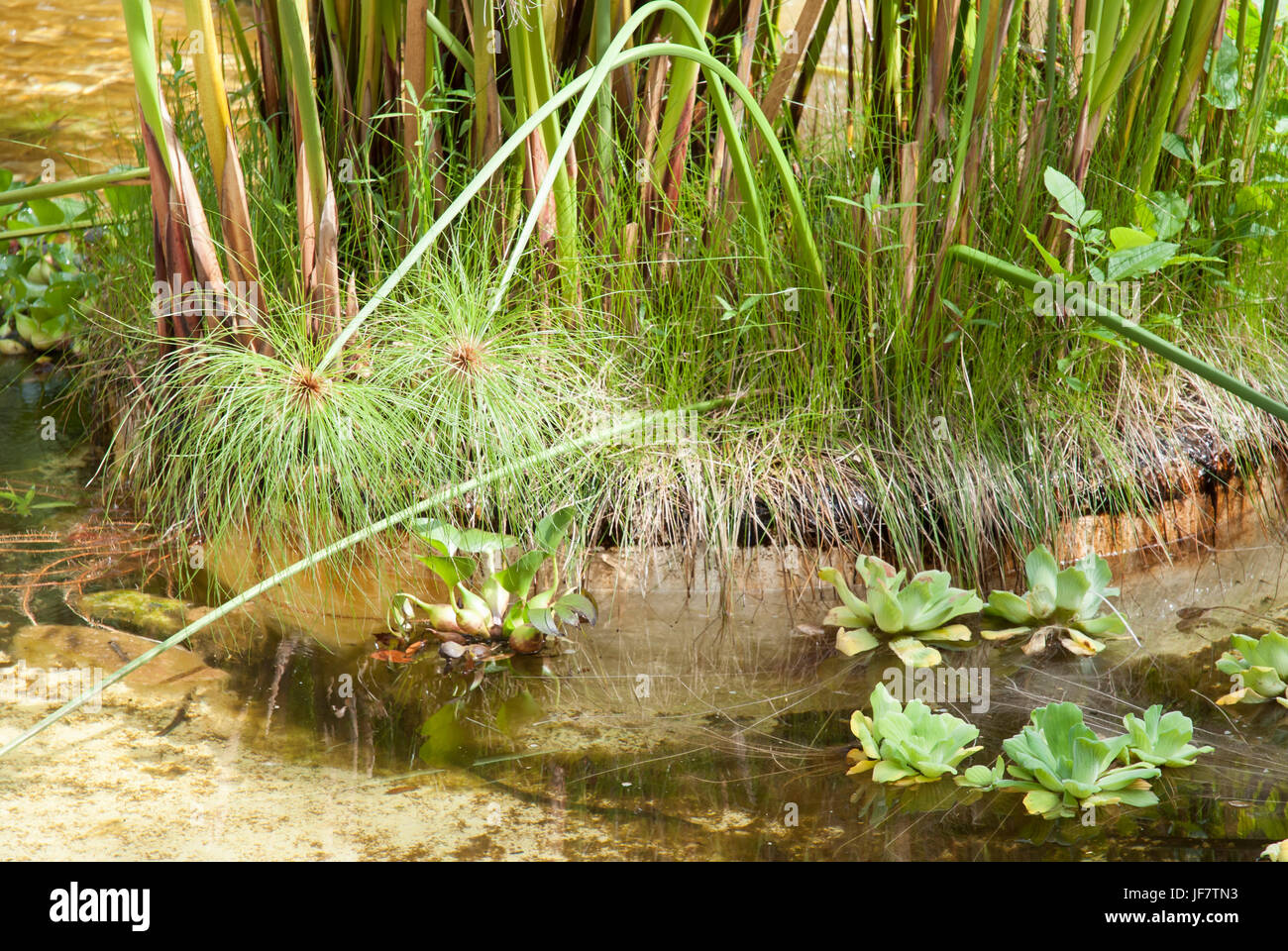 Papyrus, paper plant, bulrush (Cyperus papirus) and water cabagge (Pistia stratiotes) in a pond Stock Photo