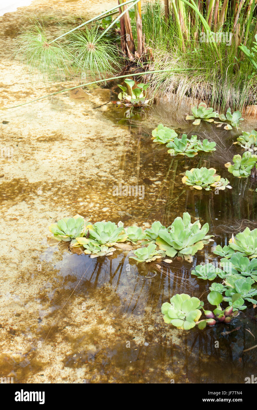 Water lettuce or water cabagge (Pistia stratiotes) floating in a pond Stock Photo