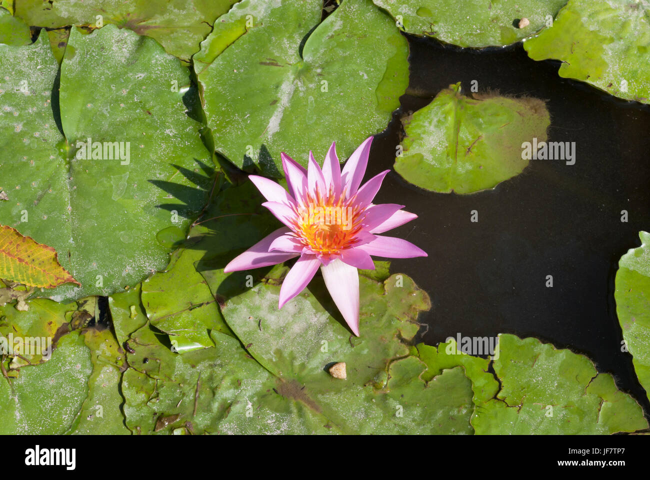 Pink water lily floating in a pond. Lotus flower, nymphaea Stock Photo