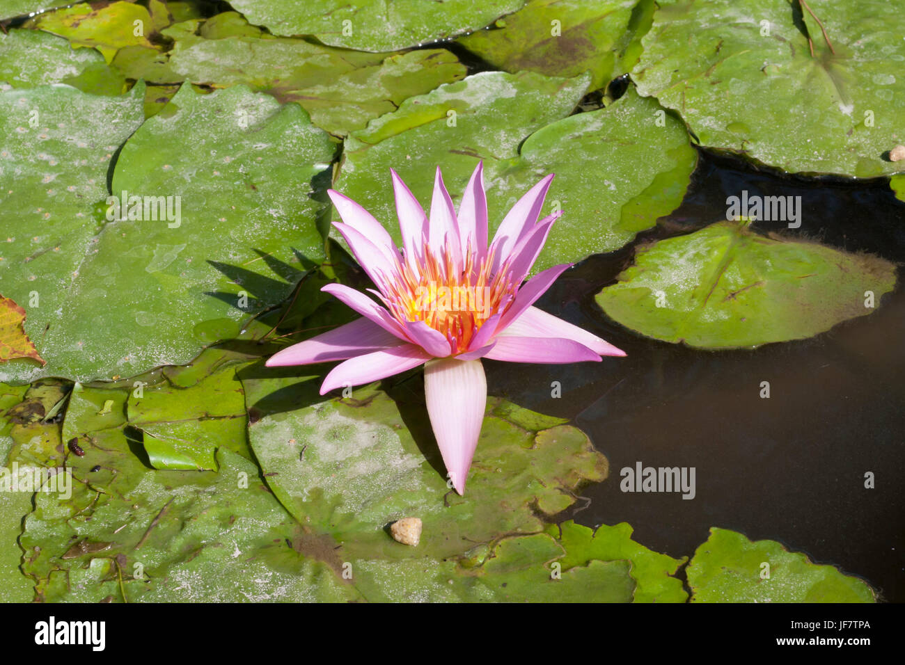 Pink water lily floating in a pond. Lotus flower, nymphaea Stock Photo