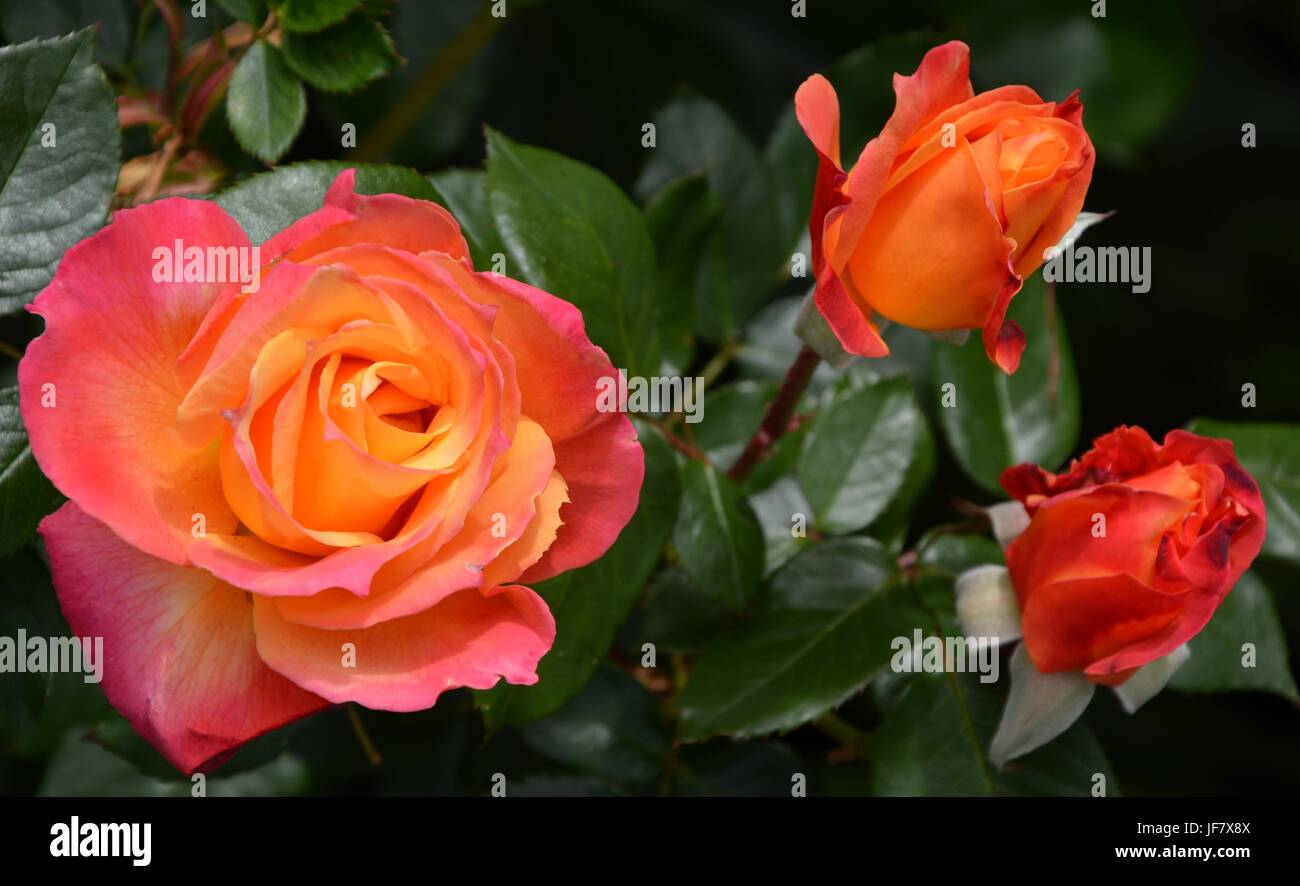 Roses in Berkeley in spring 2017, California, USA Stock Photo - Alamy