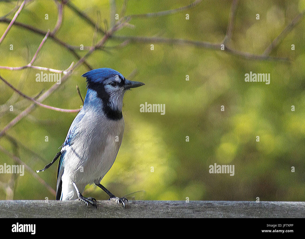 Bluejay perched on fence Stock Photo