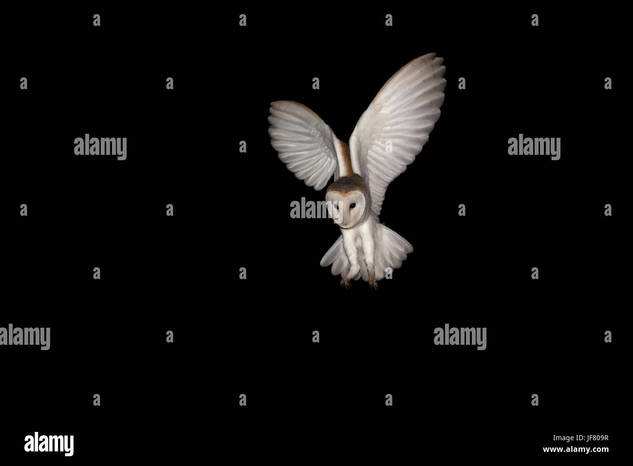 Barn Owl Tyto alba hunting at night North Norfolk Stock Photo