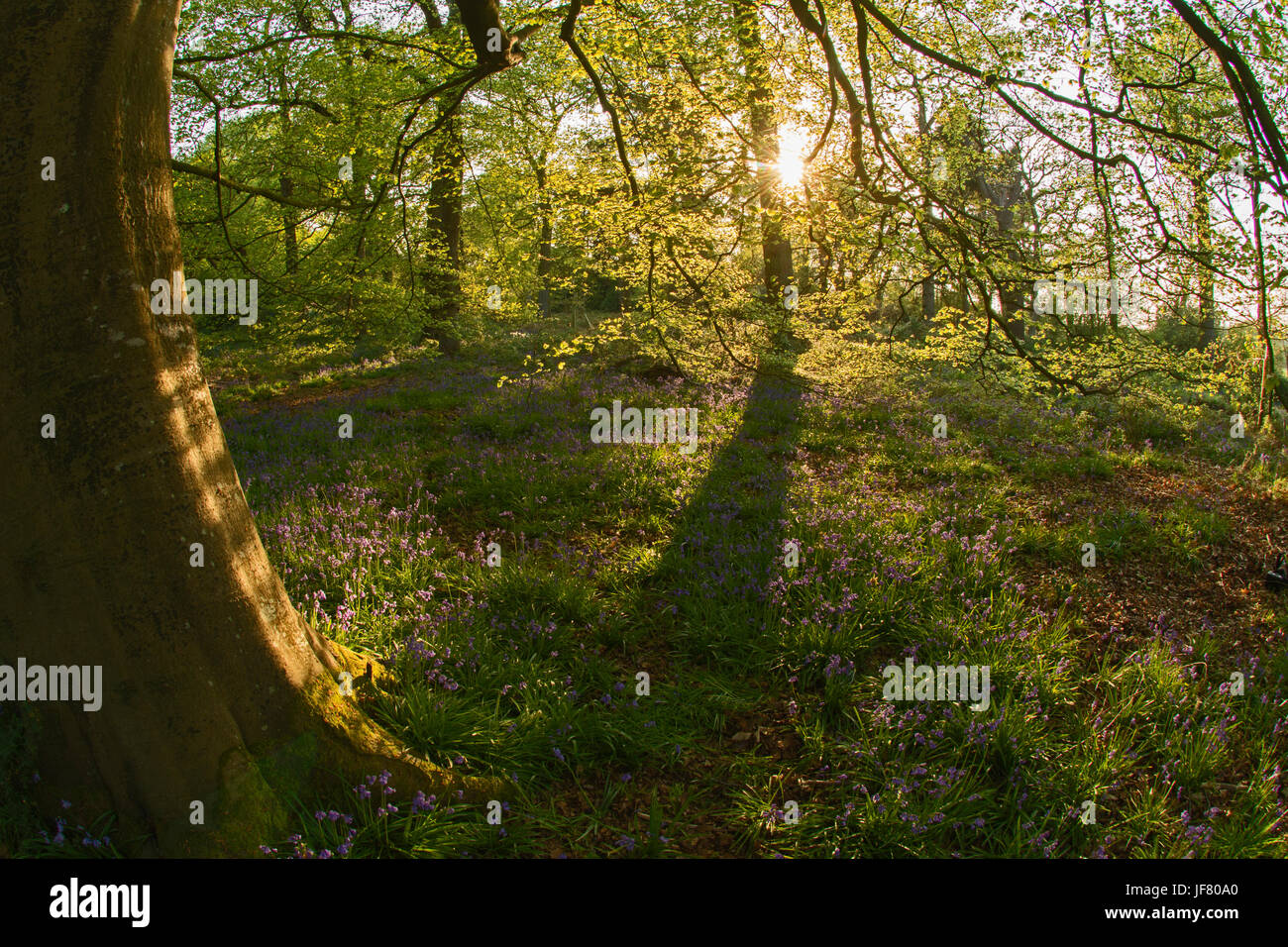 Beech Woodland, Thursford Wood North Norfolk in spring Stock Photo