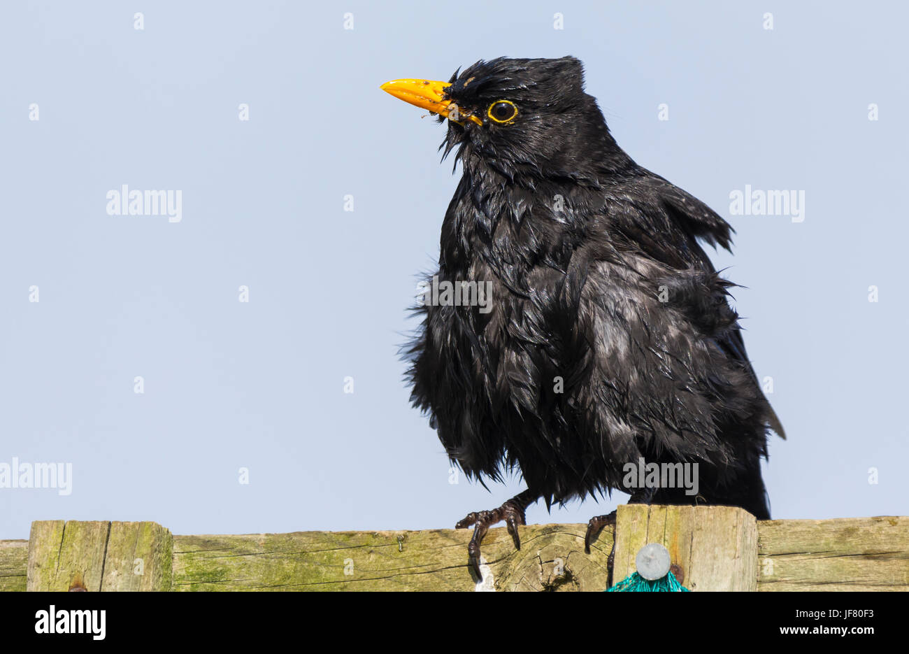 Turdus merula perching. Blackbird perched on a wooden fence in the UK. Stock Photo