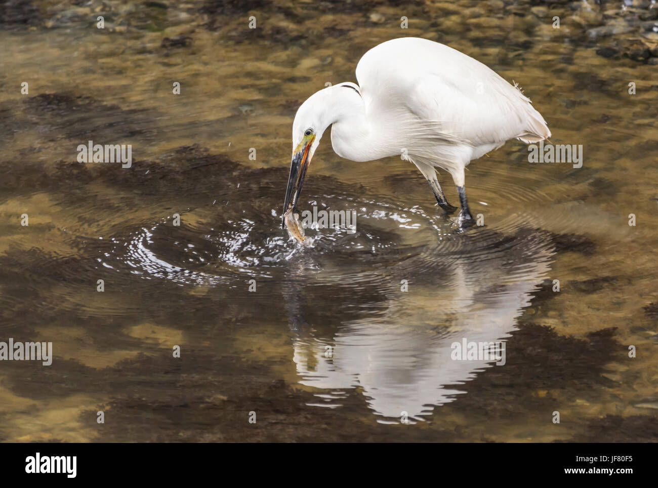 Little Egret (Egretta garzetta) standing in shallow water catching a fish in its beak. Stock Photo