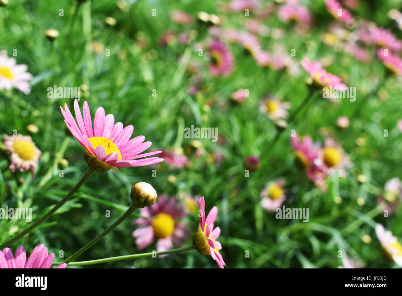 Pink daisy flower leaning towards sun Stock Photo Alamy