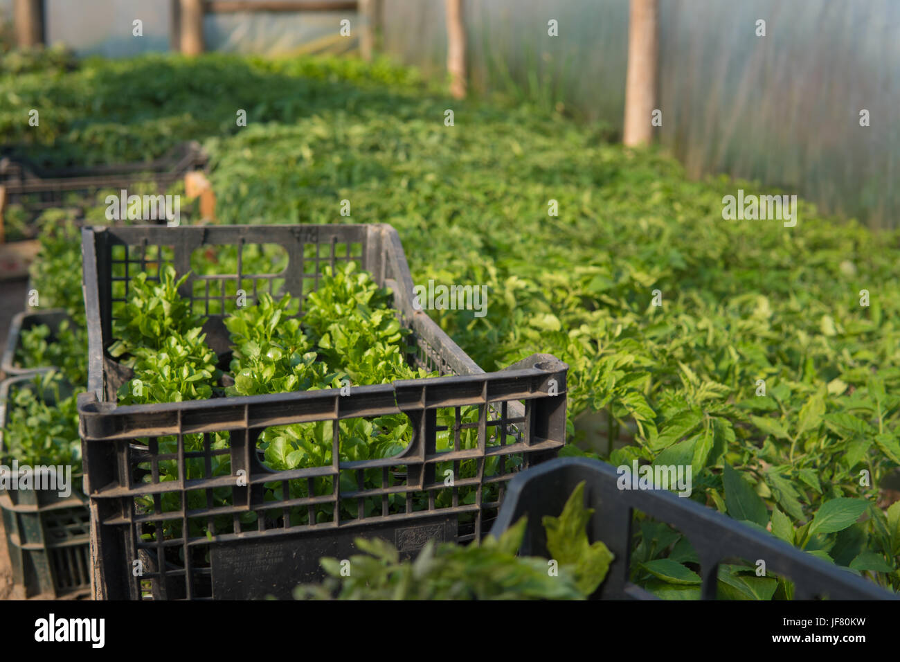 a lot of different small green plants growing inside of a greenhouse ...